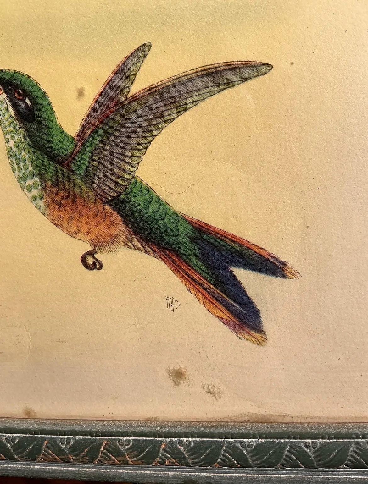 Vintage Hummingbird Print in Original Frame | Botanical Bird Wall Art | French Country Decor