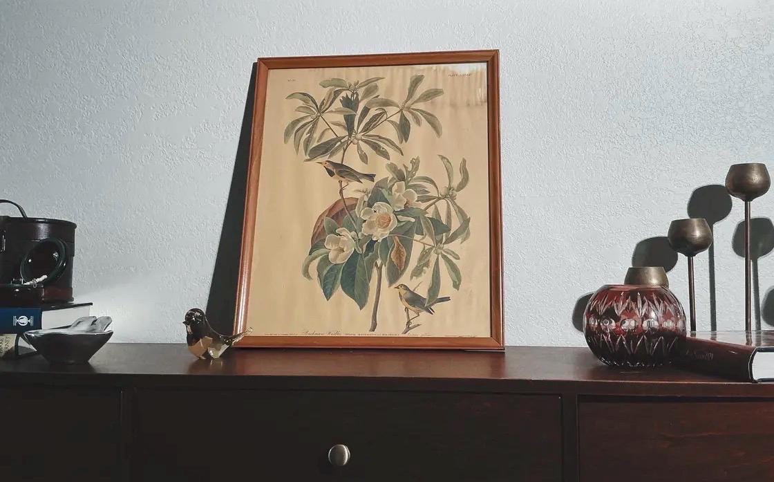 Vintage Audubon Bachman's Warbler Print | Framed Bird Art, Natural History Wall Decor