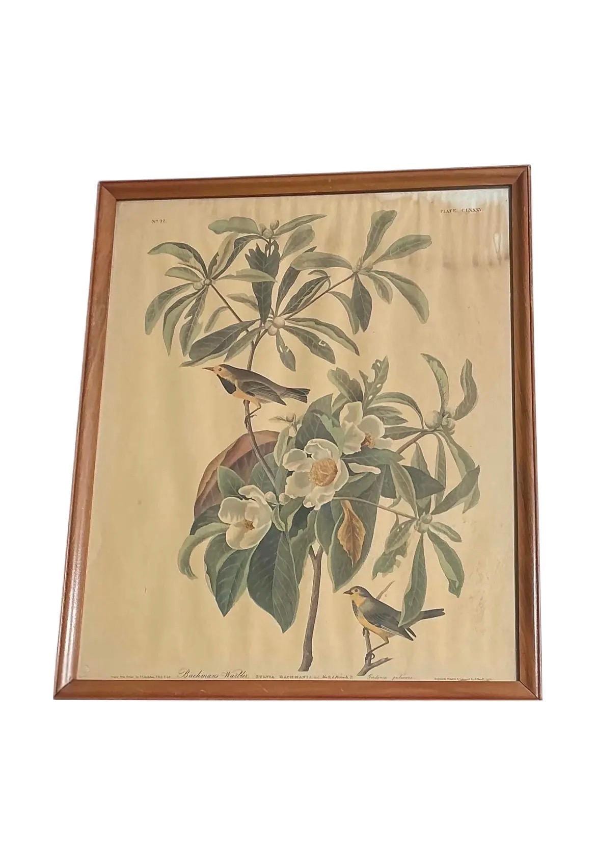 Vintage Audubon Bachman's Warbler Print | Framed Bird Art, Natural History Wall Decor