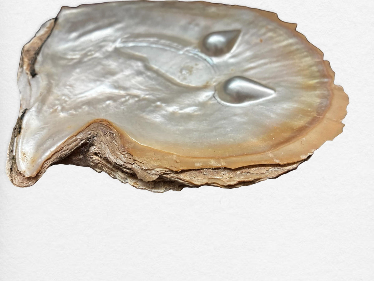 Vintage Oyster Shell Dish with Blister Pearls | Natural Coastal Art Object