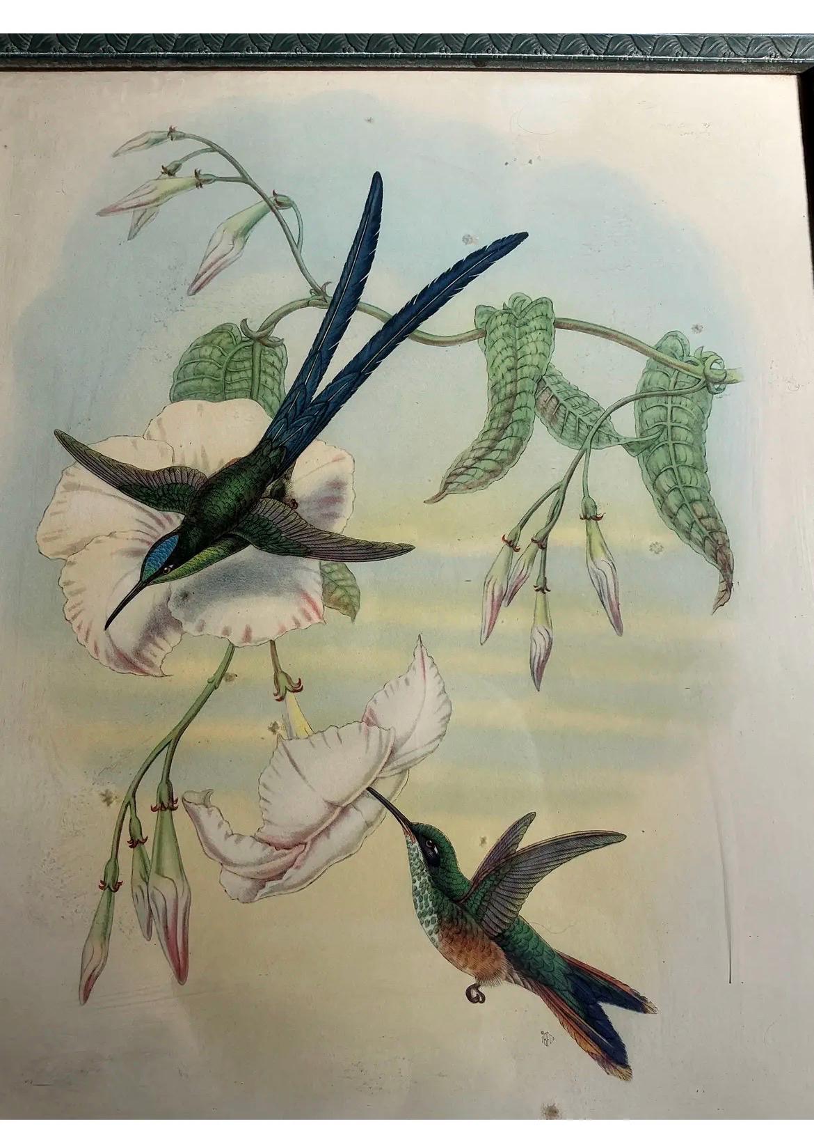 Vintage Hummingbird Print in Original Frame | Botanical Bird Wall Art | French Country Decor