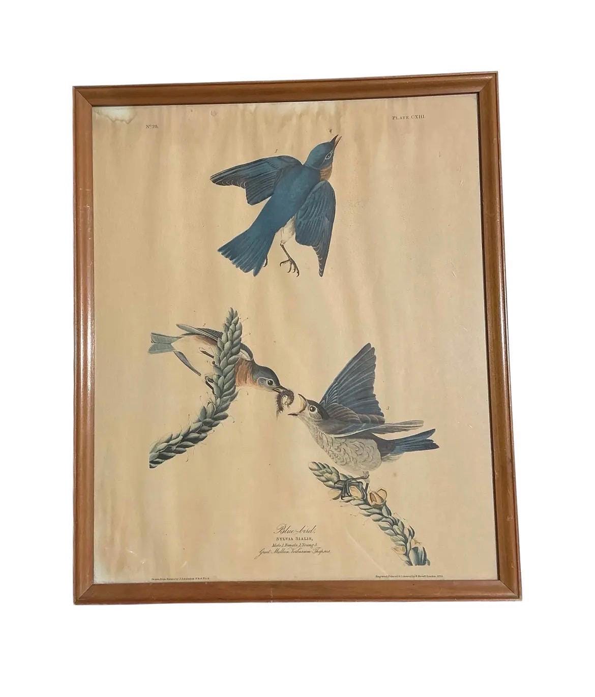 Vintage Audubon Bluebird Print | Sylvia Sialis Ornithology Wall Art