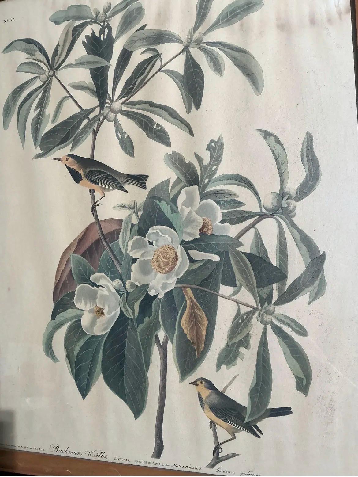 Vintage Audubon Bachman's Warbler Print | Framed Bird Art, Natural History Wall Decor