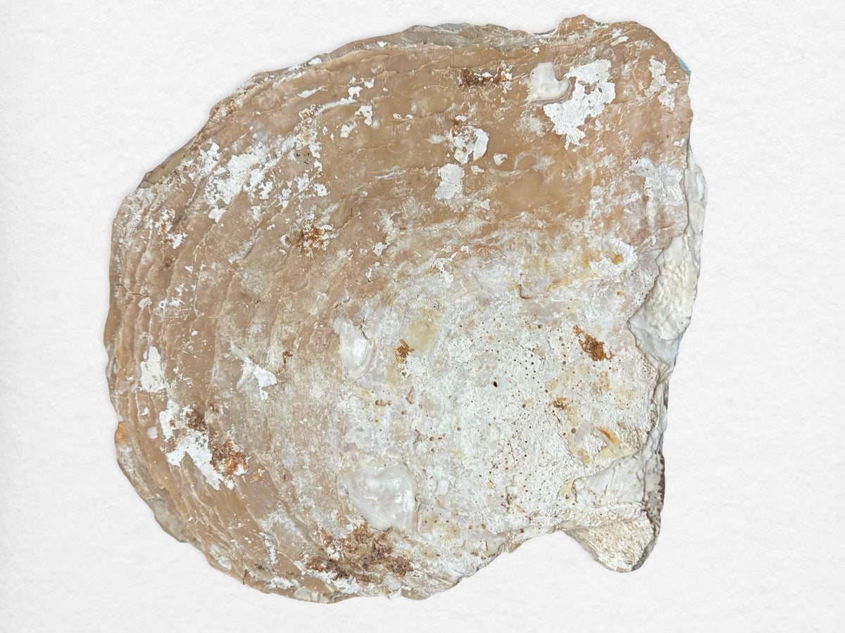 Vintage Oyster Shell Dish with Blister Pearls | Natural Coastal Art Object